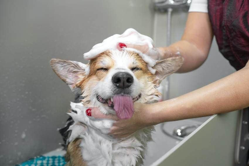 banyo perro