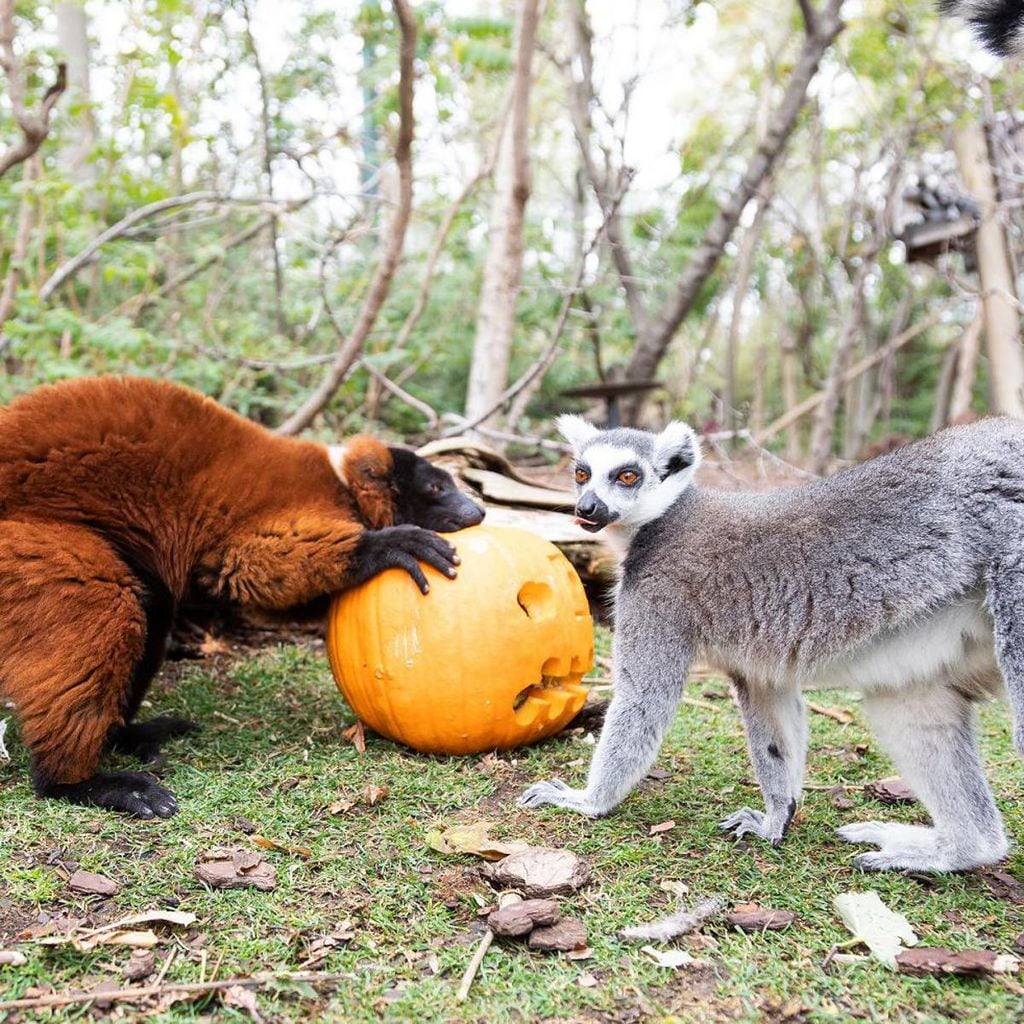 halloween en faunia madrid 