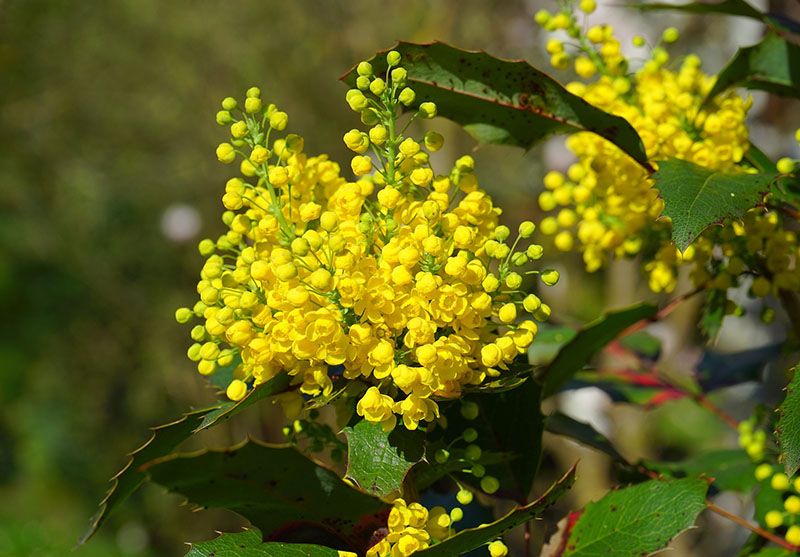 cuidados mahonia 7