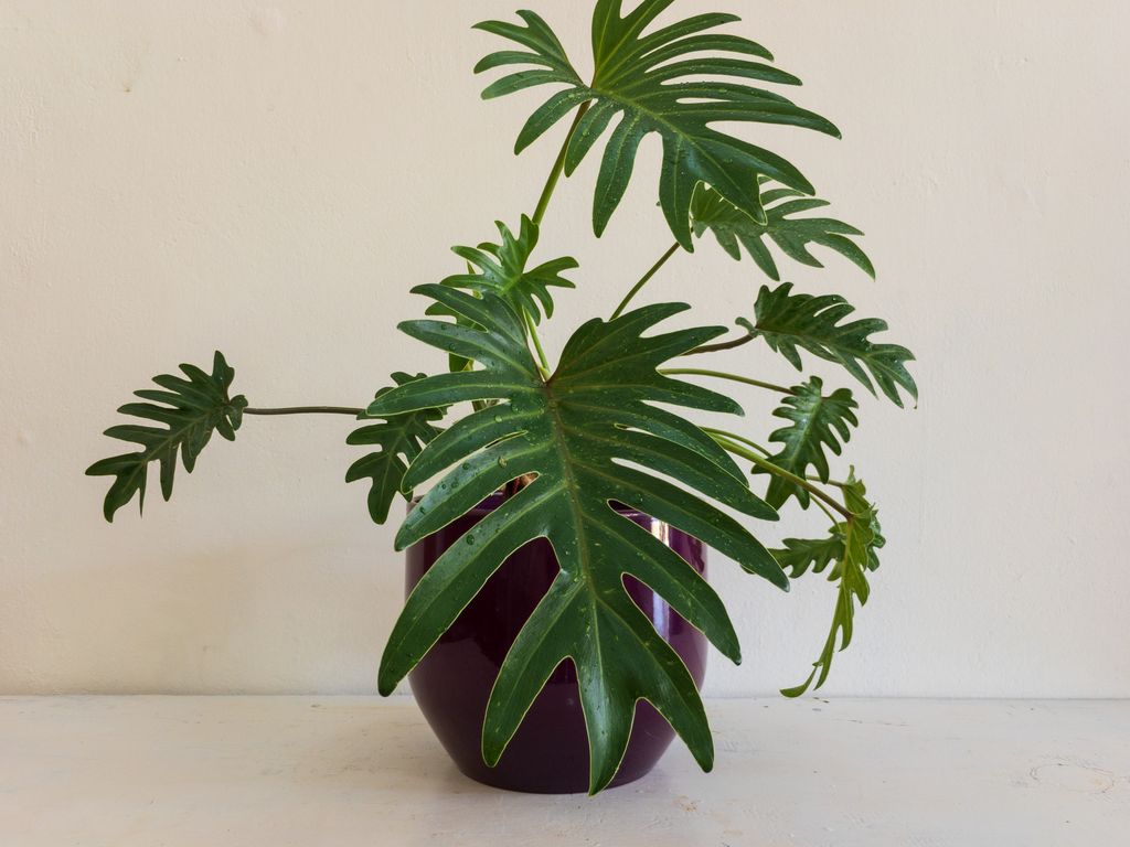 Philodendron xanadu