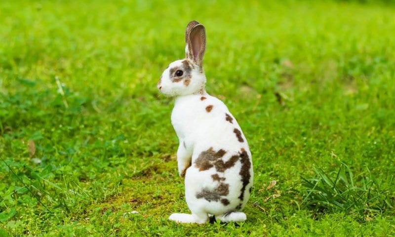 mini rex