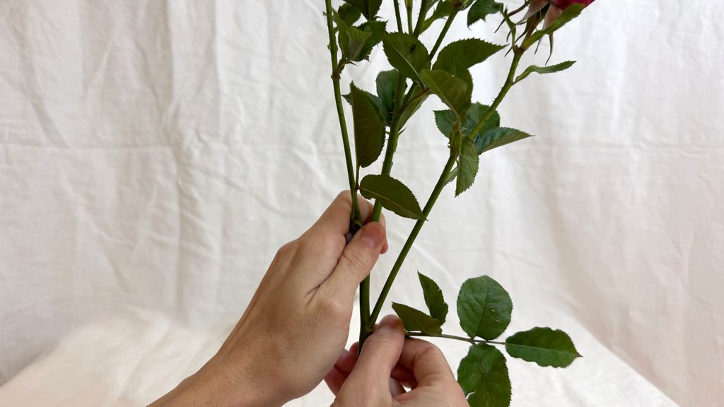 Los tallos de las flores deben quedar si hojas