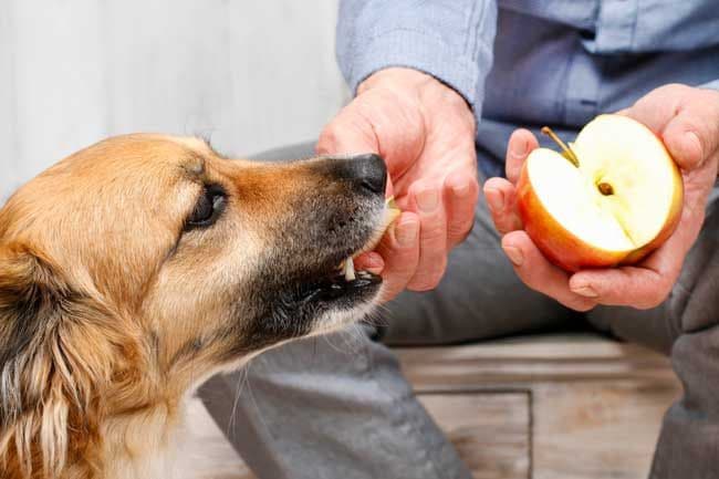 perro comida manzana