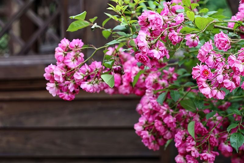 cultivo begonia 4