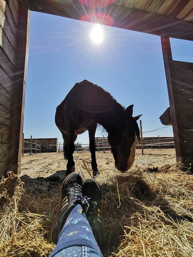 09 como tener un caballo como mascota