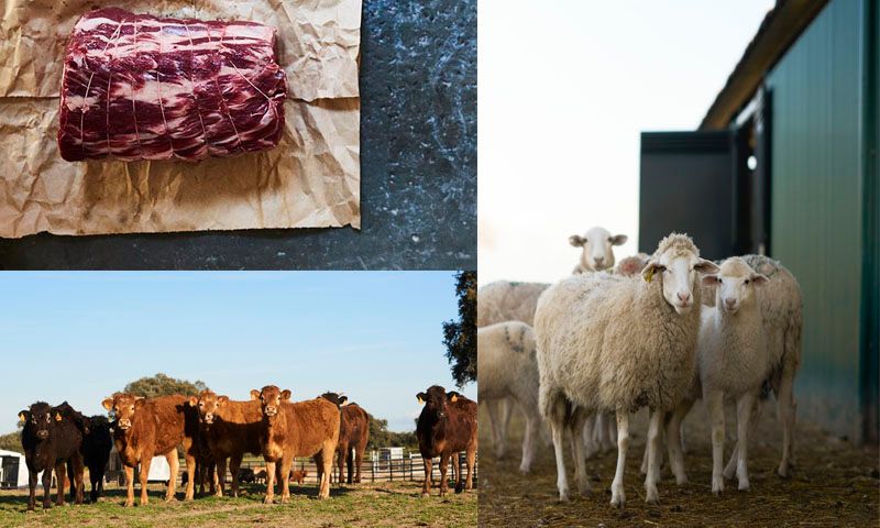 carne ecologica directa a casa dehesa milagro compra online