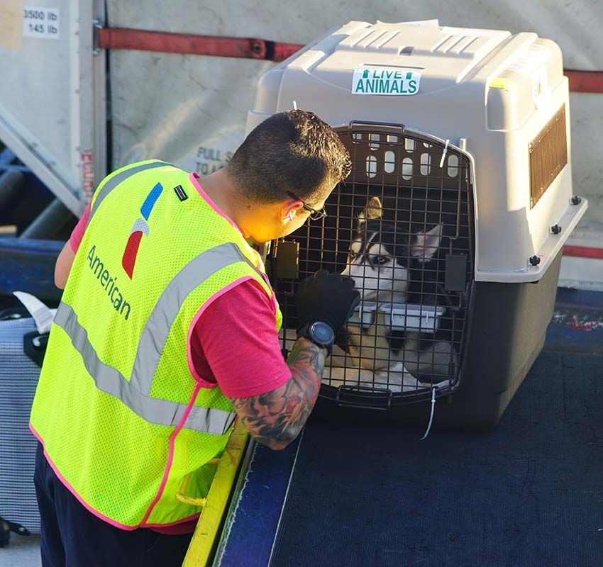 Consejos para viajar en avión con perro