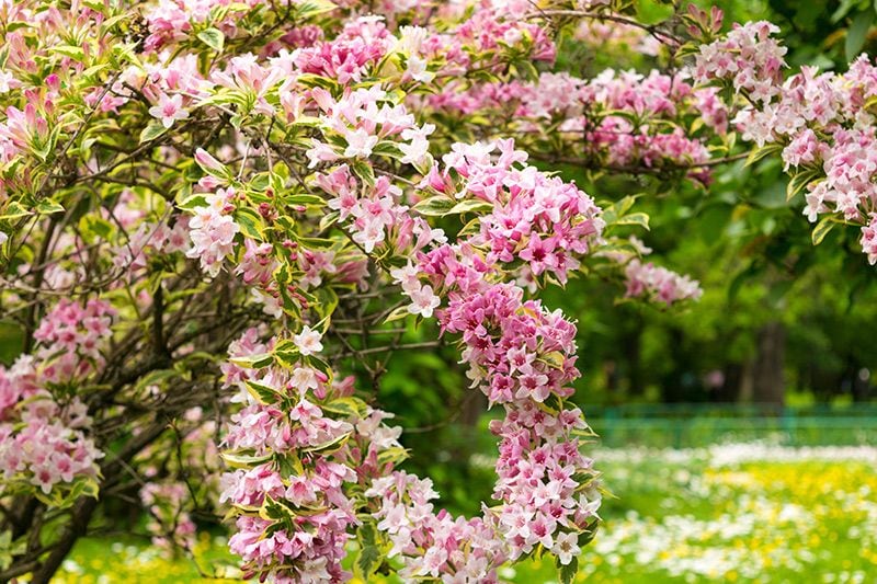 cuidados weigela 02a