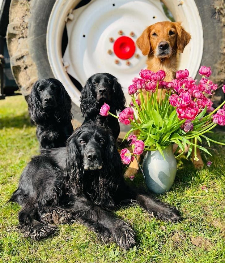 James Middleton y su mujer Alizée Thevenet son unos apasionados de los perros