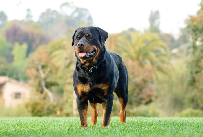 rottweiler