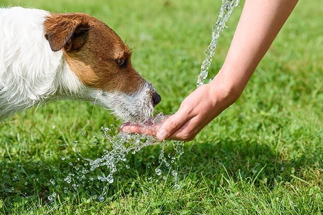 Cómo afecta el cambio climático a las mascotas