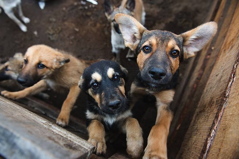 02 consejos decidir adoptar perro