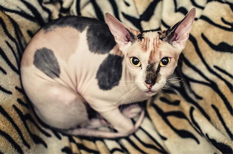 Peterbald1