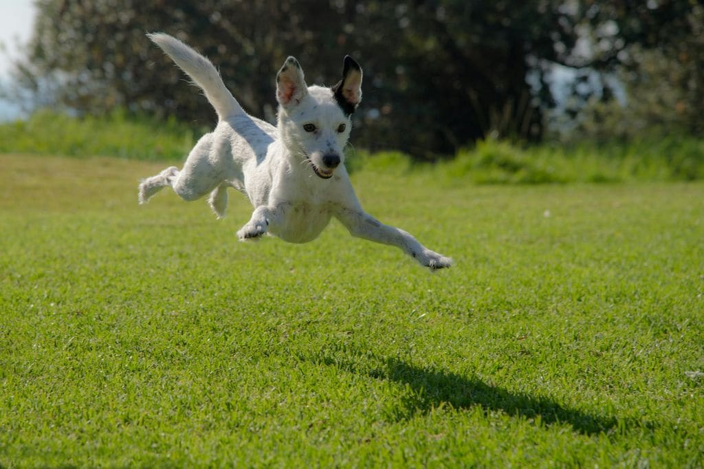 Perro juguetón