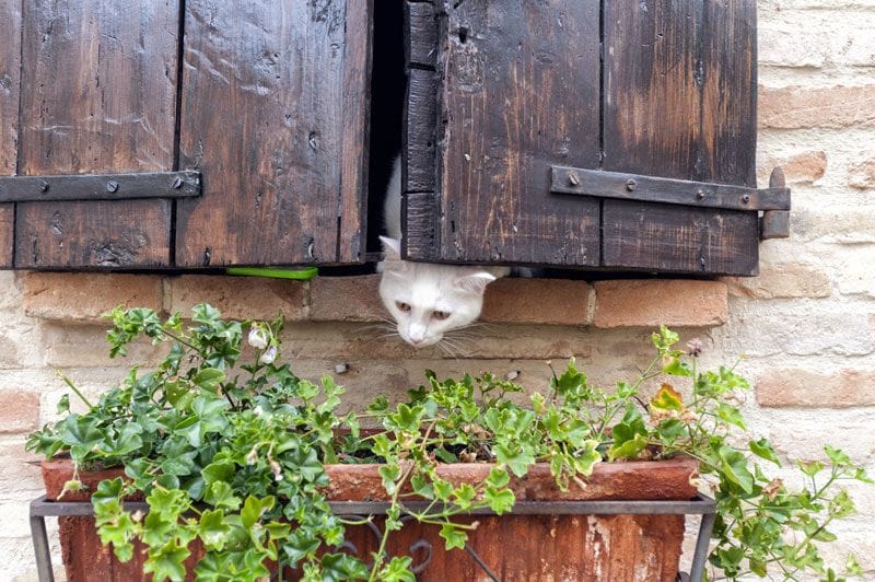 gato ventana