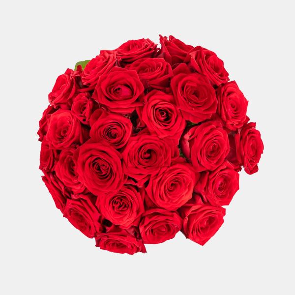 rosas rojas