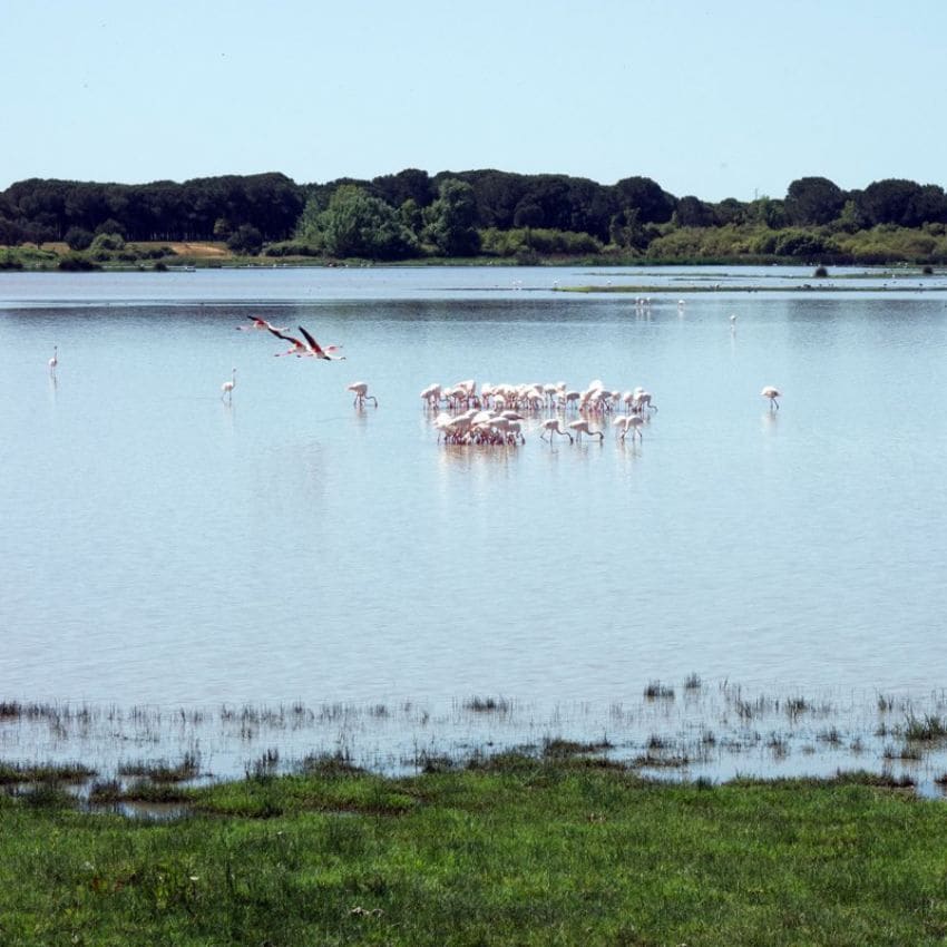 Flamencos en el Parque Nacional de Doñana.