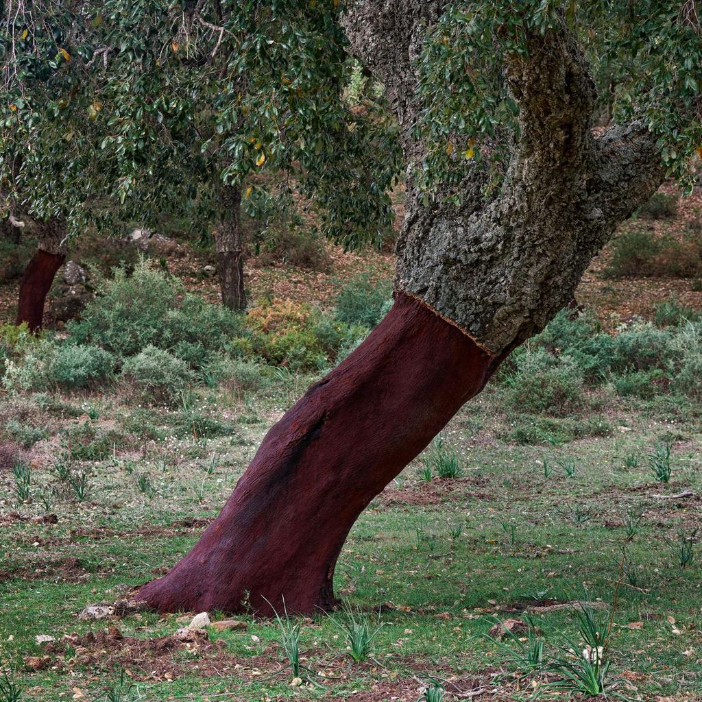 bosque de los alcornocales c diz 