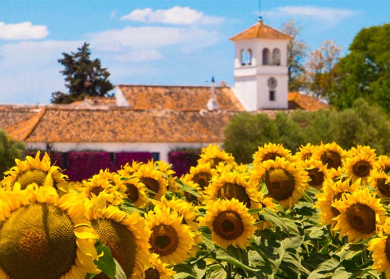 hacienda san juan hornillo sevilla