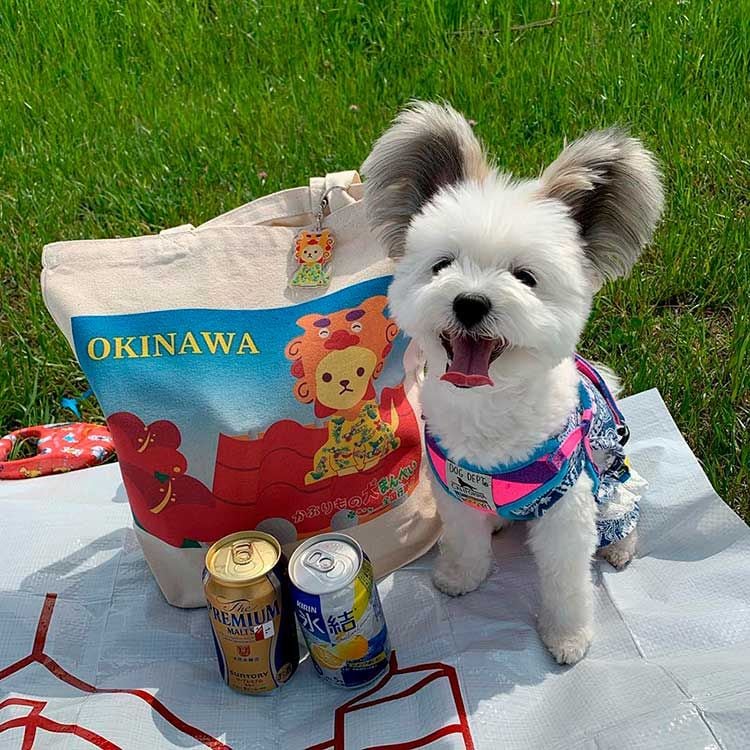 Goma celebrando un picnic