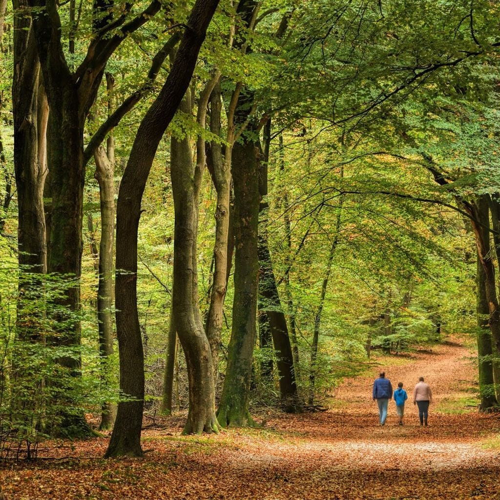 bosques de la grevolosa en san pedro de torell barcelona 