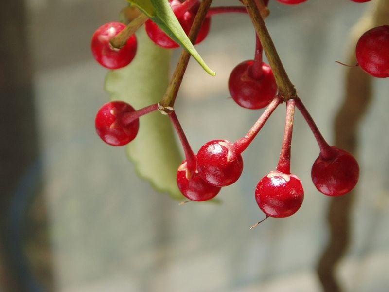 Ardisia crenata cuidados arbusto baya Navidad hola decoracion 09