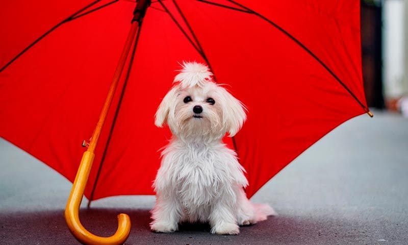 perros vacunas desparasitacion mayo