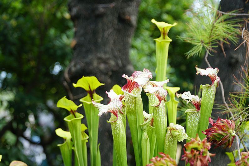 plantas carnivoras 3