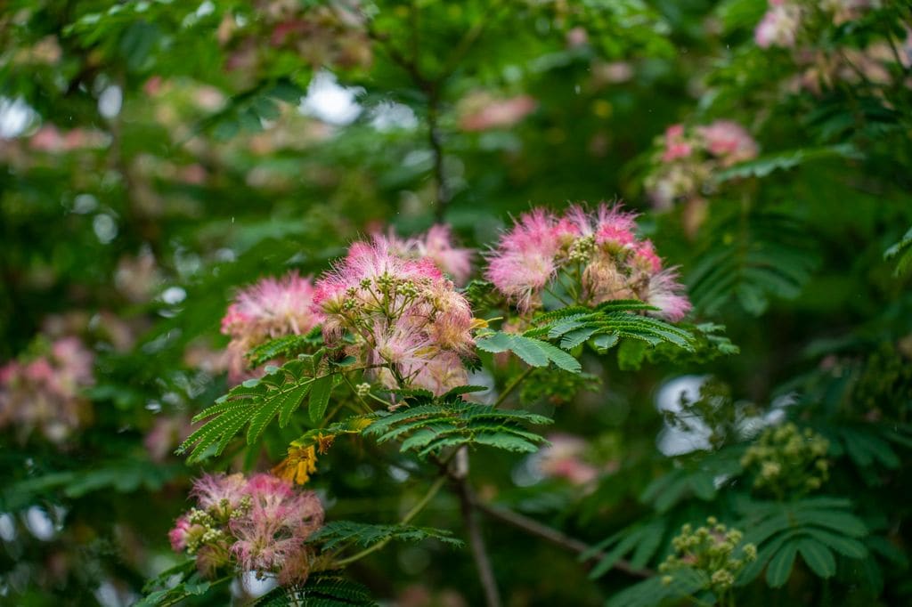 Albizia julibrissin o acacia de Constantinopla