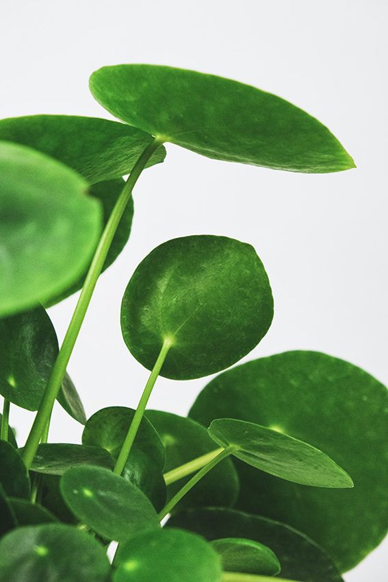 cuidados pilea peperomioides 03a