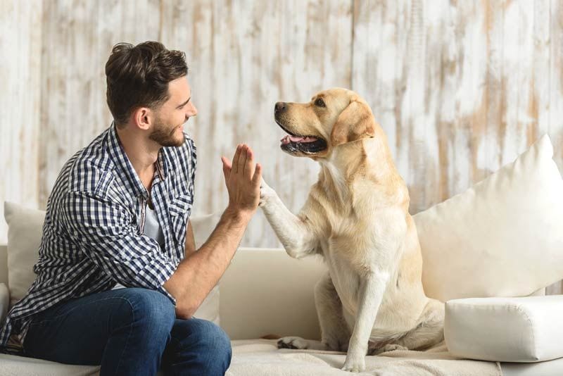 perro choca mano