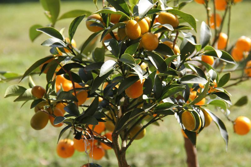naranjo chino citrtico kumquat hola decoracion 09