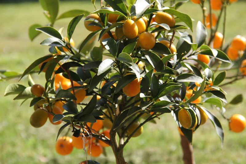 Naranjo chino kumquat 