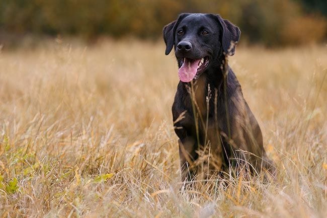  Labrador retriever, el más grande