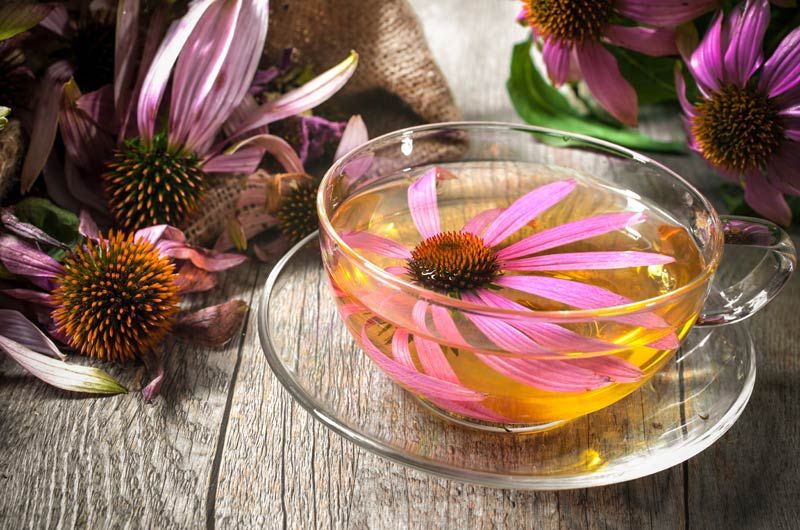 echinacea5