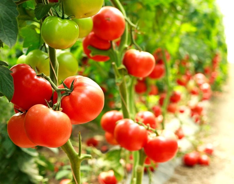 adobe planta tomat