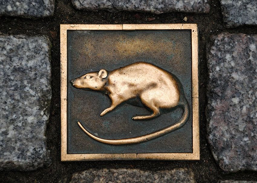 Adoquines con ratas de bronce en la ciudad de Hamelín