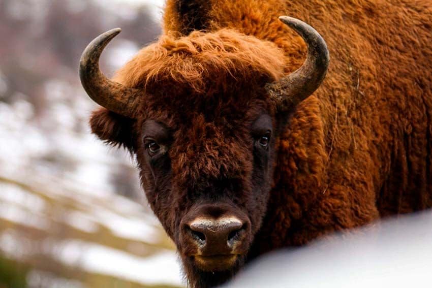 Bisontes en la montaña leonesa