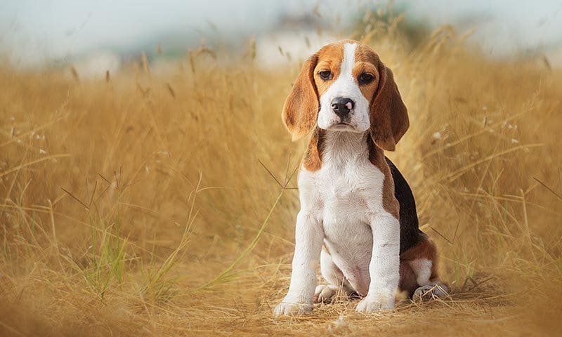 razas perro caza perro beagle