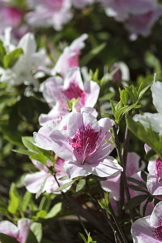 cuidados rododendro 4