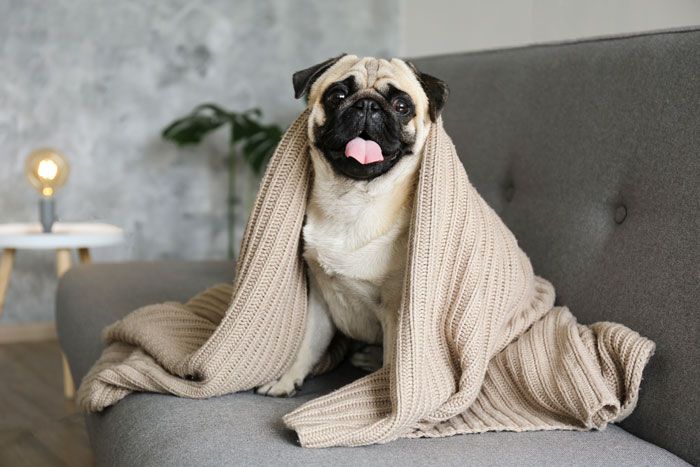 perro cubierto por una manta