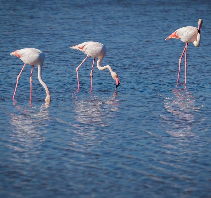 Flamencos en el Parque Regional de Calblanque, Murcia