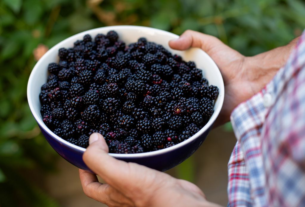 bol con moras silvestres