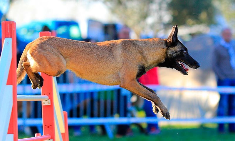 pastor belga malinois