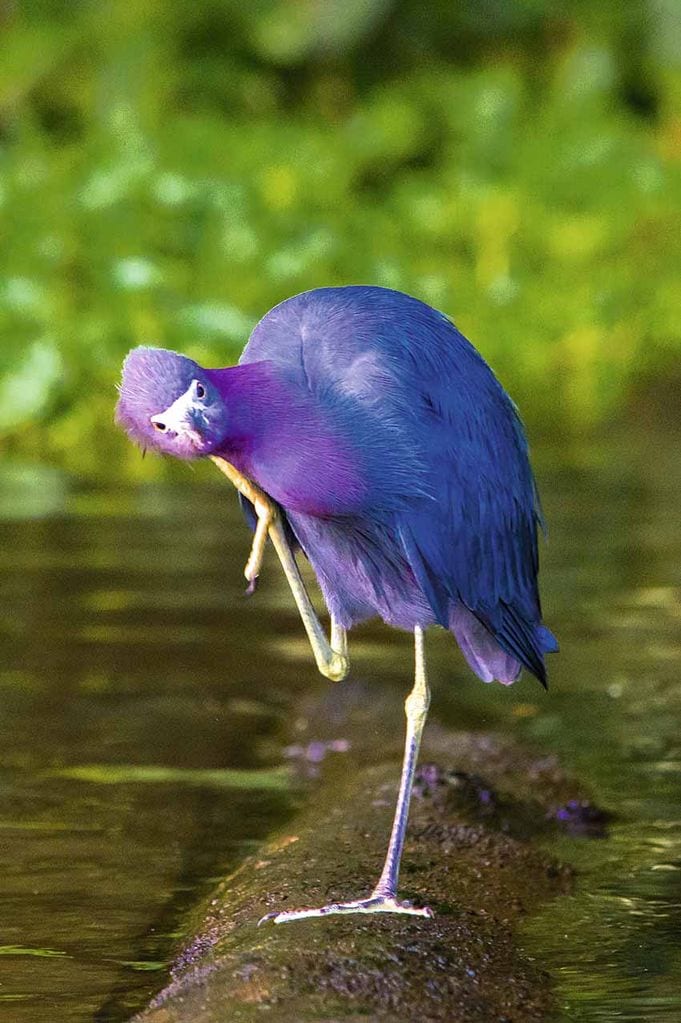 Pistas para visitar el Parque Nacional de Tortuguero en Costa Rica