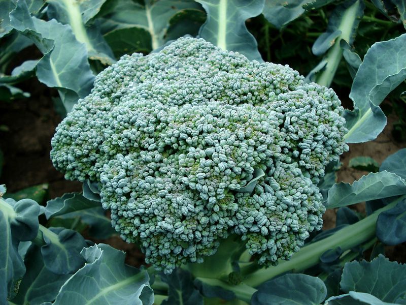 frutas verduras cultivar otono 02