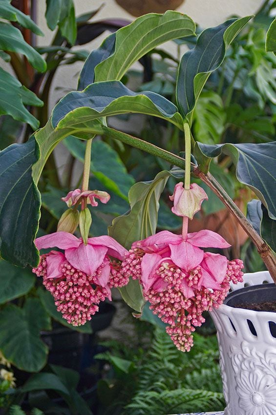 cultivar medinilla 4