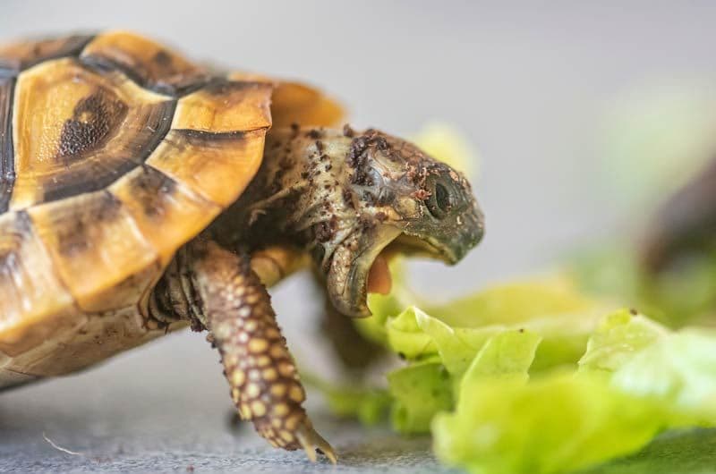 tortuga comiendo