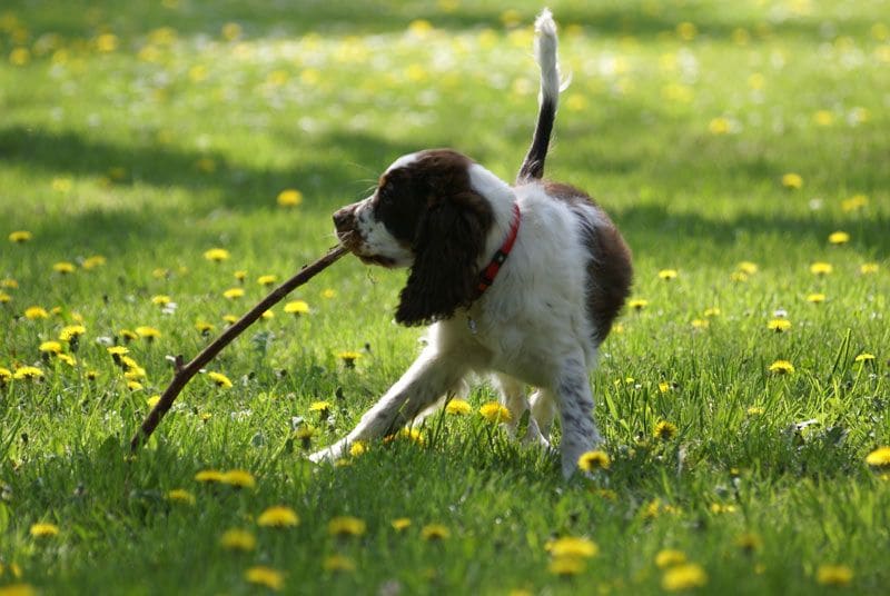 springer spaniel 6a