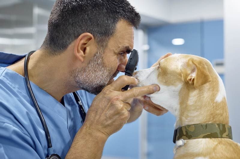 perro ojos veterinario